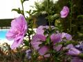 Hibiscus syriacus Lavender Chiffon